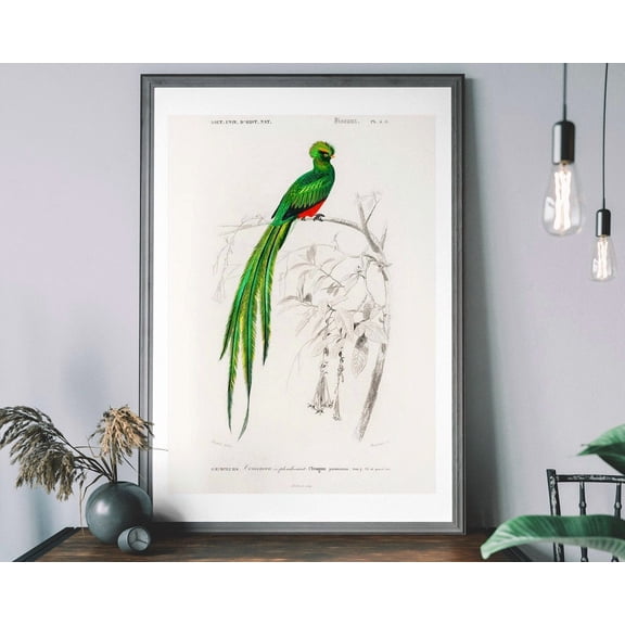 Trogan Bird Vintage Art Print, Birds Of America Decor, Antique Bird Illustration, John Audubon Poster Wall Art, Modern Wall Decor, 8x12 UNFRAMED