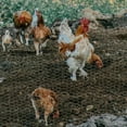 thumbnail image 3 of Chicken Wire Fench Green Florist Netting Mesh Hexagonal Iron Wire Fence For Coop Barrier Rabbit Cage Garden Floral Arrangements 35cm×100cm, 3 of 6