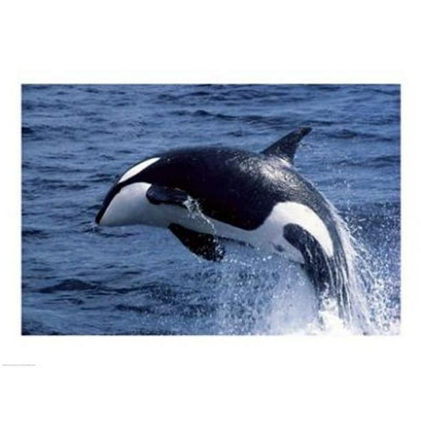 PVT/Superstock SAL1811543 Killer Whale Orcinus Orca Atlantic Ocean -24 x 18- Poster Print