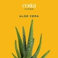 thumbnail image 6 of Desert Escape by Costa Farms 7" Aloe Vera House Plant in 4" Grower Pot, 6 of 9