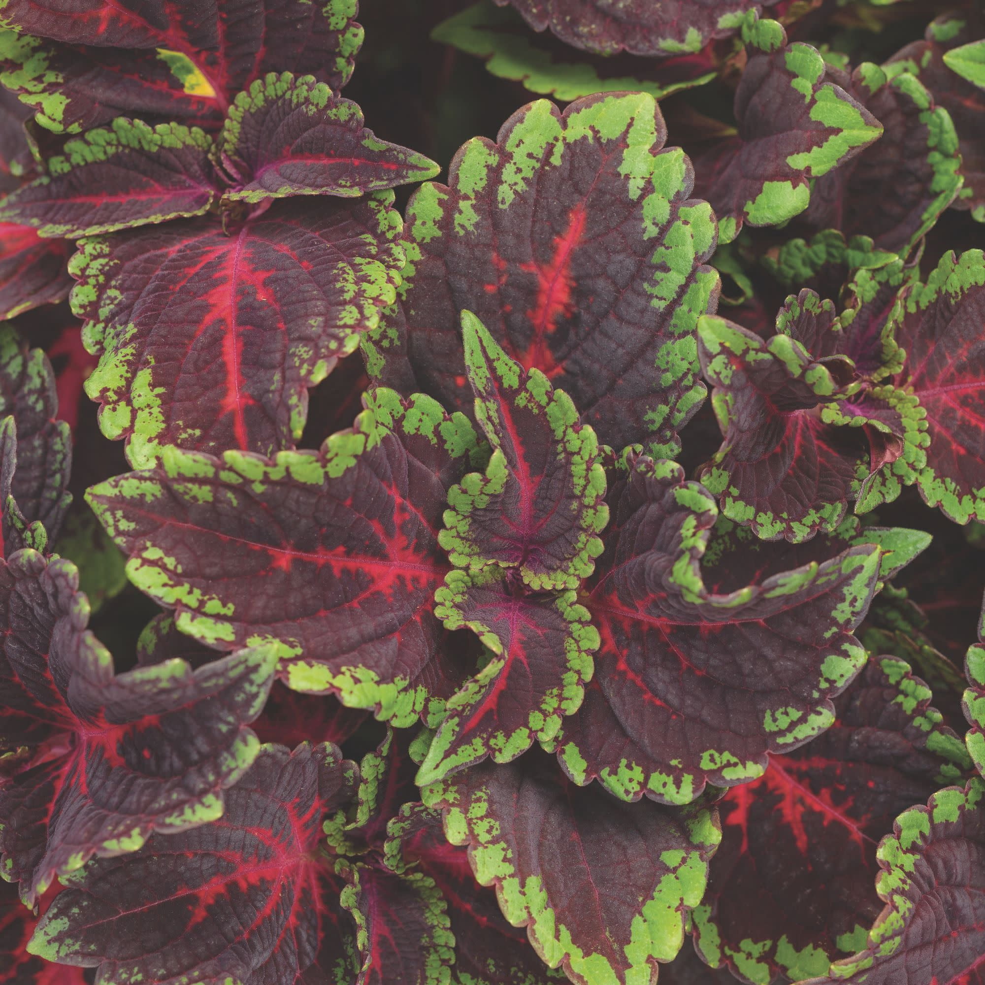 Proven Winners 4" ColorBlaze Torchlight Coleus Live Plant in 4.25" Pot (4 Count)