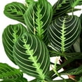thumbnail image 3 of Maranta 'Lemon Lime', 6" Pot, Indoor Houseplant, Easy Care, Live Plant for Indoor & Outdoor, 3 of 6