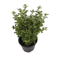 thumbnail image 2 of Variegated Japanese Snow Rose Serissa - 4" Pot - House Plant or Bonsai, 2 of 4
