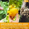 thumbnail image 6 of FreshDrinkUS, Premium 135 Tulsi Lemon Ginger Tea Bags, 100% Natural & Pure from Tulsi Holy Basil Leaves, Lemon and Ginger. Made with Natural Material Tea Bags. No Sugar, No Caffeine, Vegan., 6 of 9
