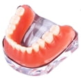 thumbnail image 1 of Modelo de sobredentadura, modelo de estudio de dientes dentales, modelo de estudio de dientes dentales, modelo de estudio dental confiable y duradero, 1 of 8