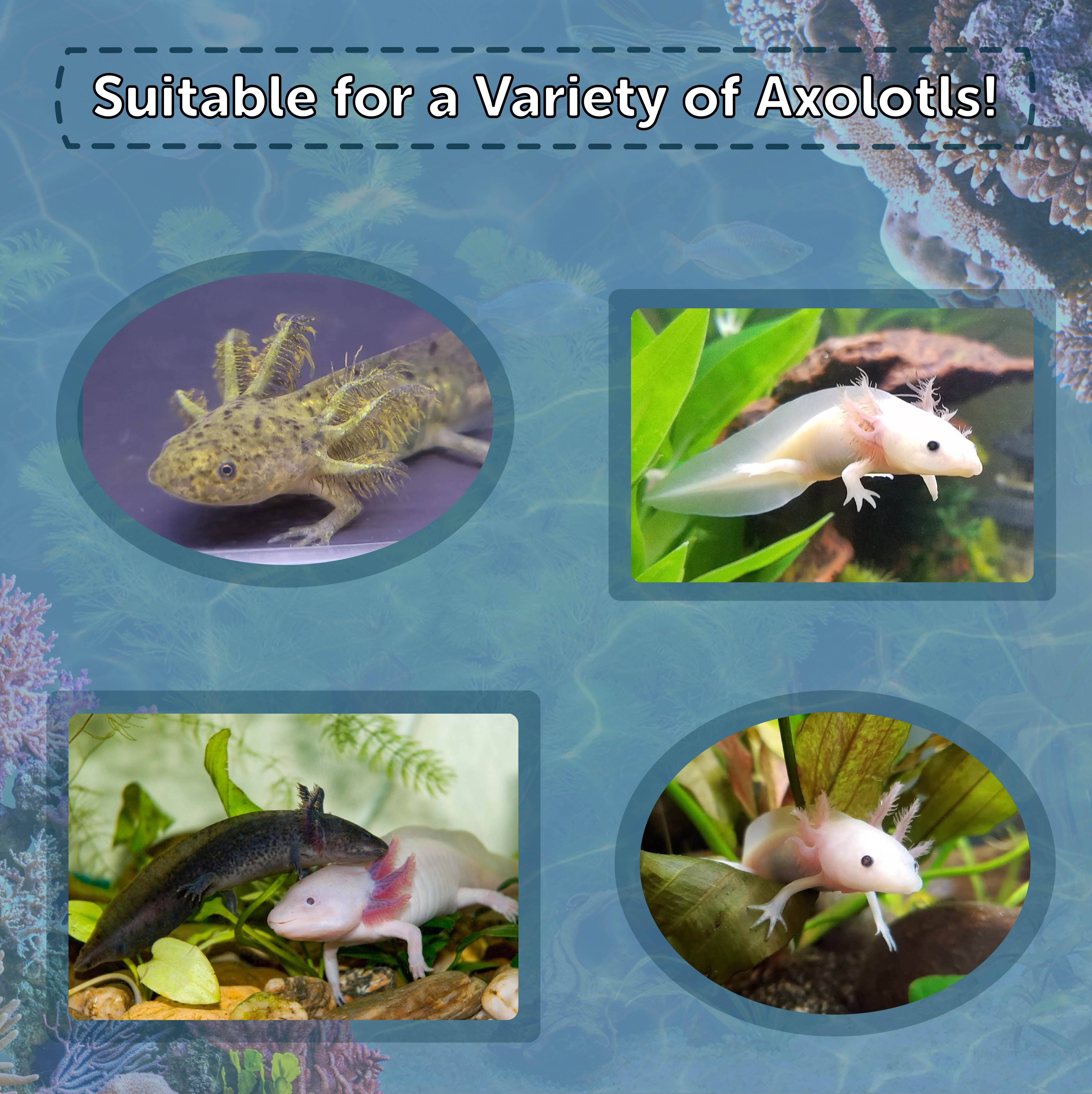 Axolotl Food 1/16" Soft Moist Sinking Rangen Salmon Crumbles for Baby Axolotl also Shrimp, Snails, Crabs, Crayfish, Bottom Tropical Fish..5-lb Lg Jar