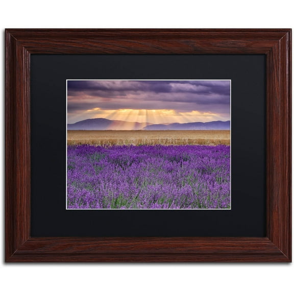 Trademark Fine Art "Lavender Sunbeams" Canvas Art by Michael Blanchette Photography Black Matte, Wood Frame