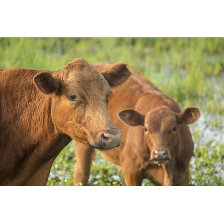 Red Angus Cow and Calf Drinking Water from Pond, Florida Print Wall Art By Maresa