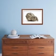 thumbnail image 4 of YellowAgouti Adult and Baby Guinea Pigs, Framed Art Print Wall Art by Mark Taylor Sold by Art.Com, 4 of 5