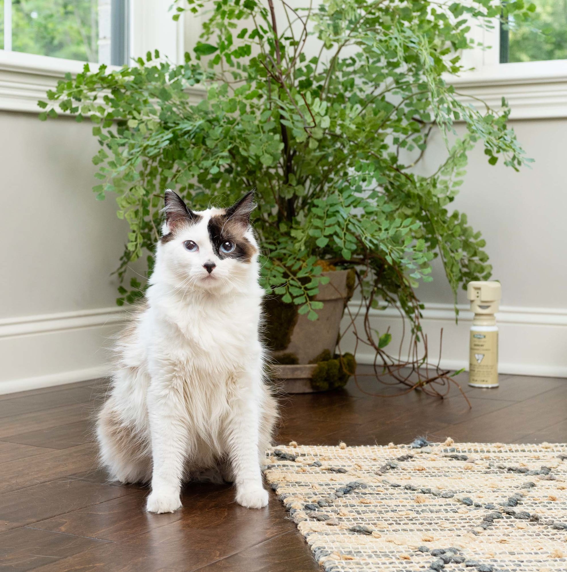 PetSafe SSSCAT Spray Replacement Can Only for Dogs and Cats