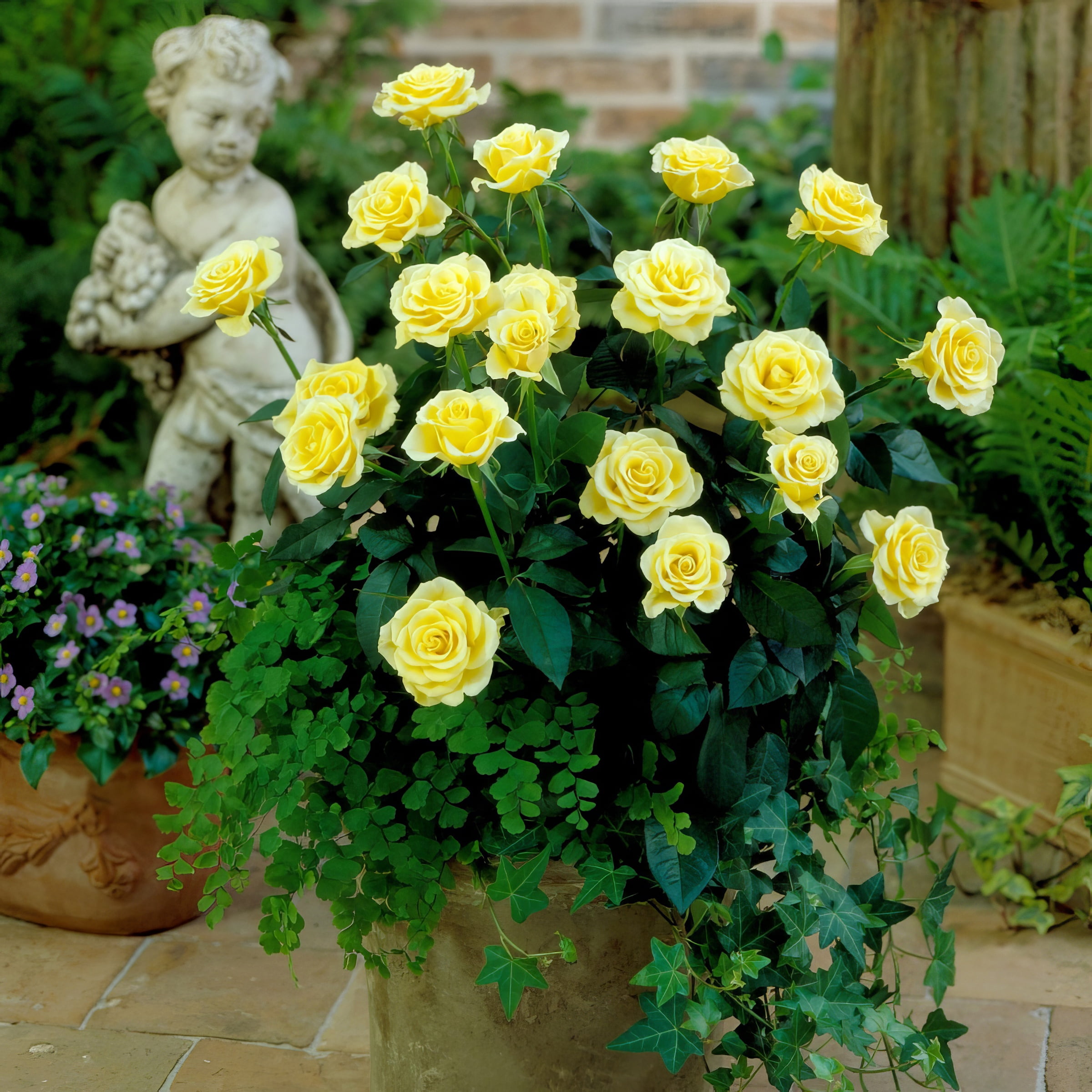 National Plant Network Live Shrub 4" Mini Rose Rise and Shine (3-Pack) with Full SUnlight