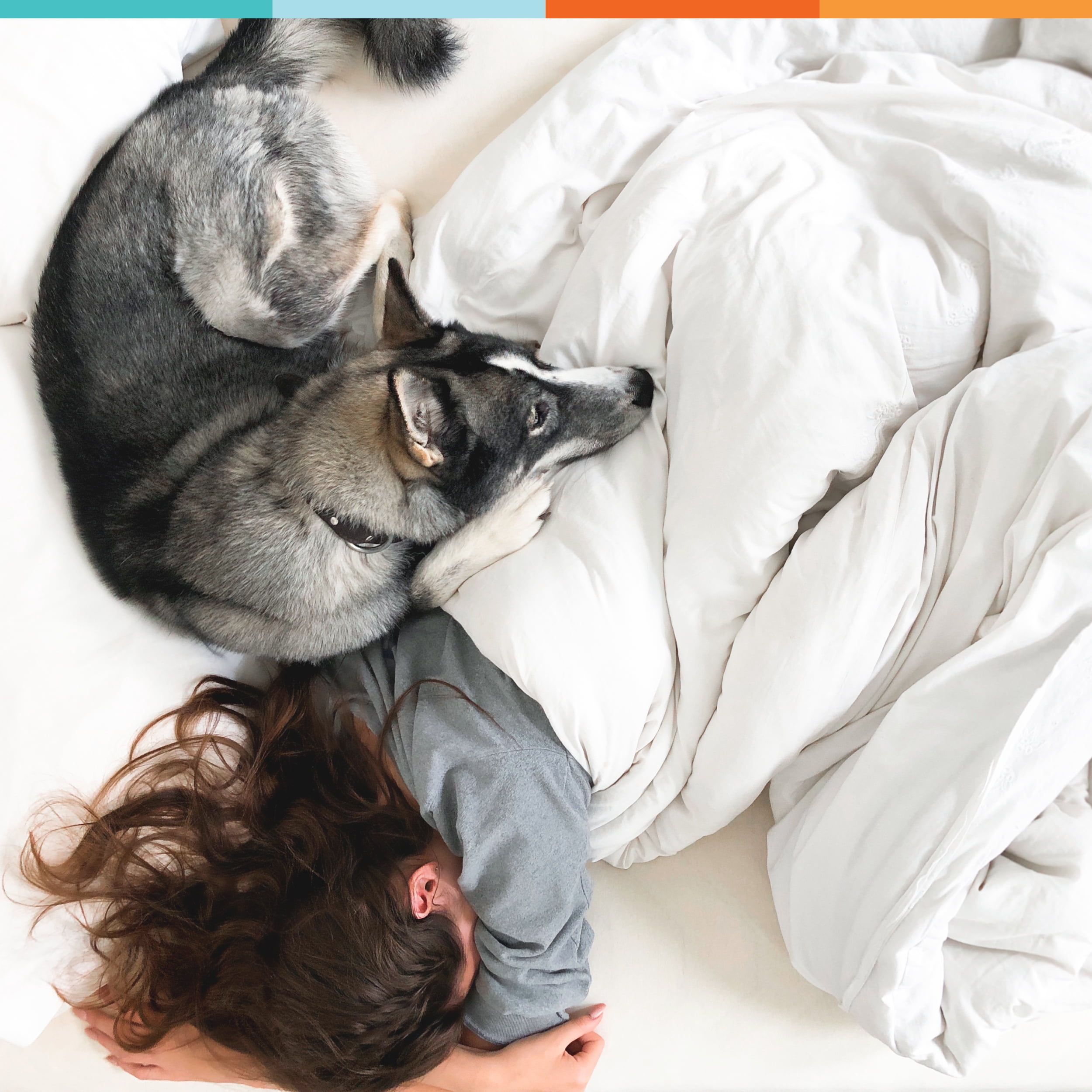 Calming Treats for Dogs : Qusera 90CT Soft Chews : Calm Anxiety Naturally