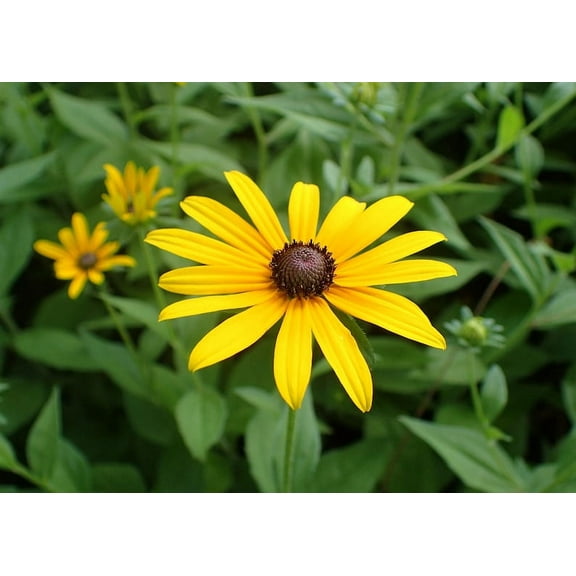 Black Eyed Susan Rudbeckia hirta Meadow Wildflowers Premium Seeds for Planting