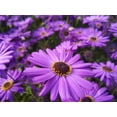 thumbnail image 6 of Seedville 200 Swan River Daisy Flower Seeds, Attracts Bees Birds Butterflies, 6 of 11
