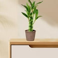 thumbnail image 6 of Artificial Potted Plants Set of 3-Green Plastic Fake Plants for Home Office Decor 17.7",11.8" & 11.8" Tall Realistic Indoor Desk Lobby Decoration, 6 of 6