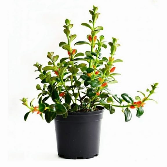 Trailing Goldfish Plant Live, Tropical Goldfish Plant for Hanging Basket, 4'' Potted Plant
