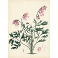thumbnail image 3 of Unknown 18x24 Black Modern Framed Museum Art Print Titled - Splendors of Botany VII, 3 of 5