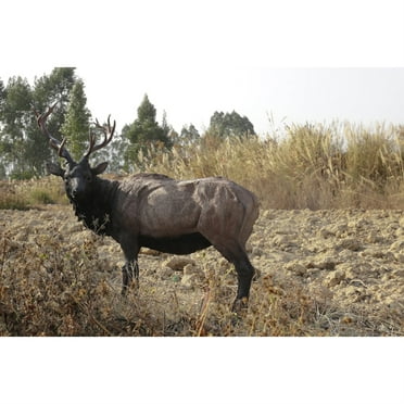 Hi-Line Gift Ltd 87660-A North American Elk Statue