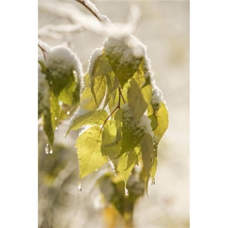 Green Leaves Covered with Snow & Ice - Thunder Bay, Ontario, Canada Poster Print, 13 x 19