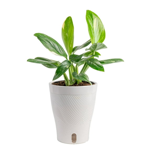 Trending Tropicals by Costa Farms 12" Monstera Cobra House Plant in 6" Self-Watering Pot