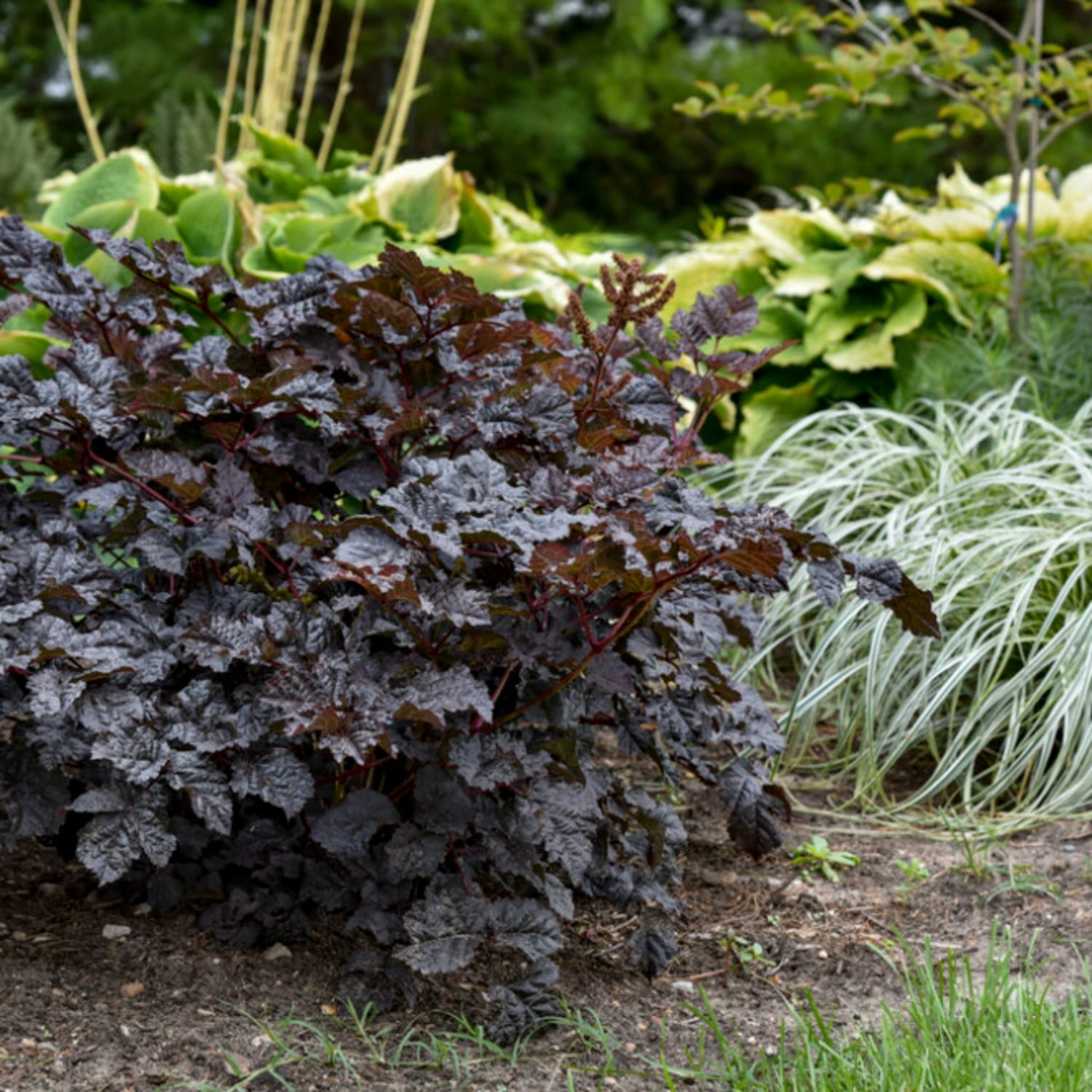 Proven Winners 6" Purple 'Dark Side of the Moon' Astilbe Live Plant in 7.5" Pot