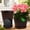 Red Brown, variant on Large Indoor Outdoor Planter Pots, 16 Inch 4 Pack Plastic Flower Pots with Drainage Holes and Saucer, Modern Decorative Garden Planters for Medium Large Plants