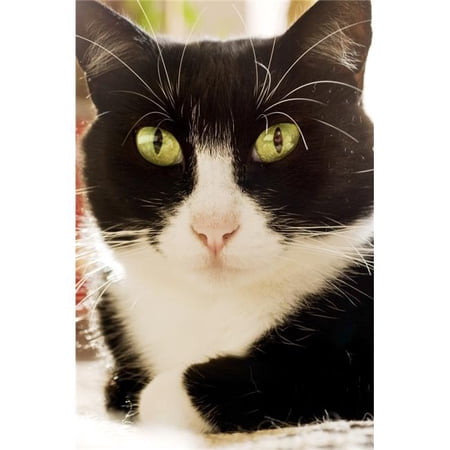 A Cat Poster Print - 11 x 17