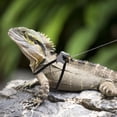 thumbnail image 5 of KAKOWELY 1 Set Lizard Traction Rope Walking Lizard Leash Lizard Harness Reptile Pet Leash,4.72X"X1.77"X0.39", 5 of 5