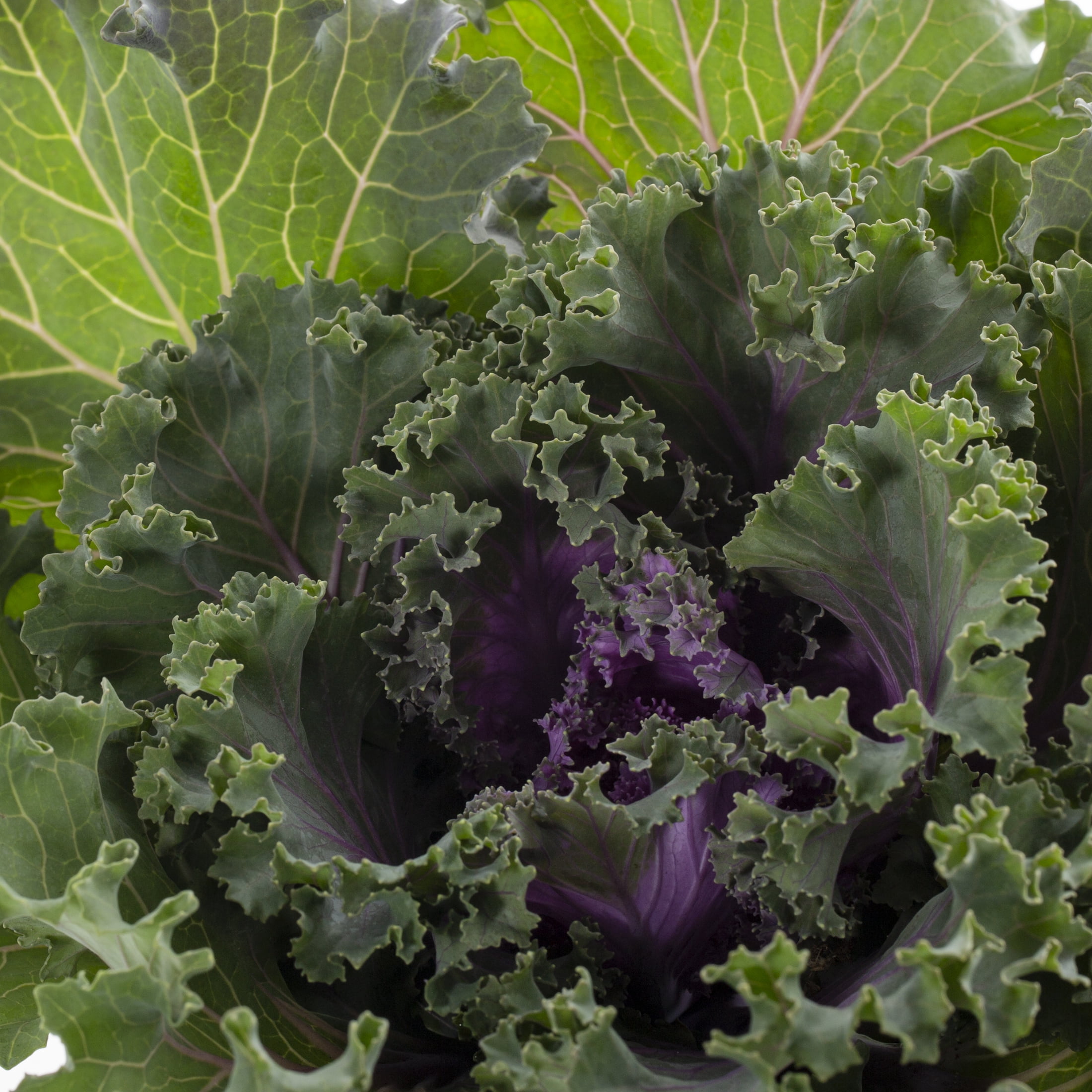 Expert Gardener 12" Purple Ornamental Kale Live Plants in Grower Pots (2 Count)