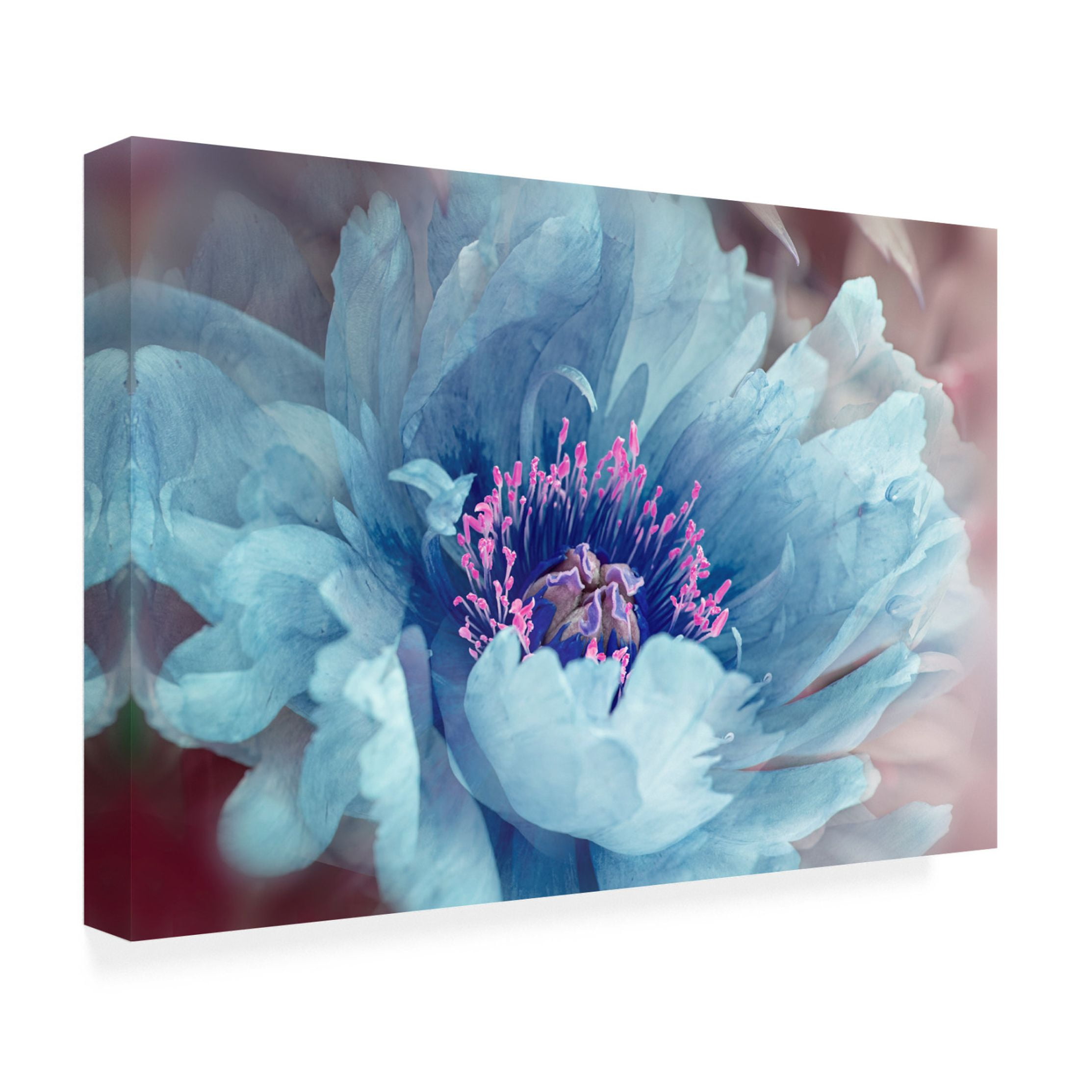 Trademark Fine Art Jacky Parker Peony Canvas Wall Art
