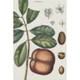 thumbnail image 3 of Vision Studio 11x14 Black Modern Framed Museum Art Print Titled - Exotic Botanique IV, 3 of 5