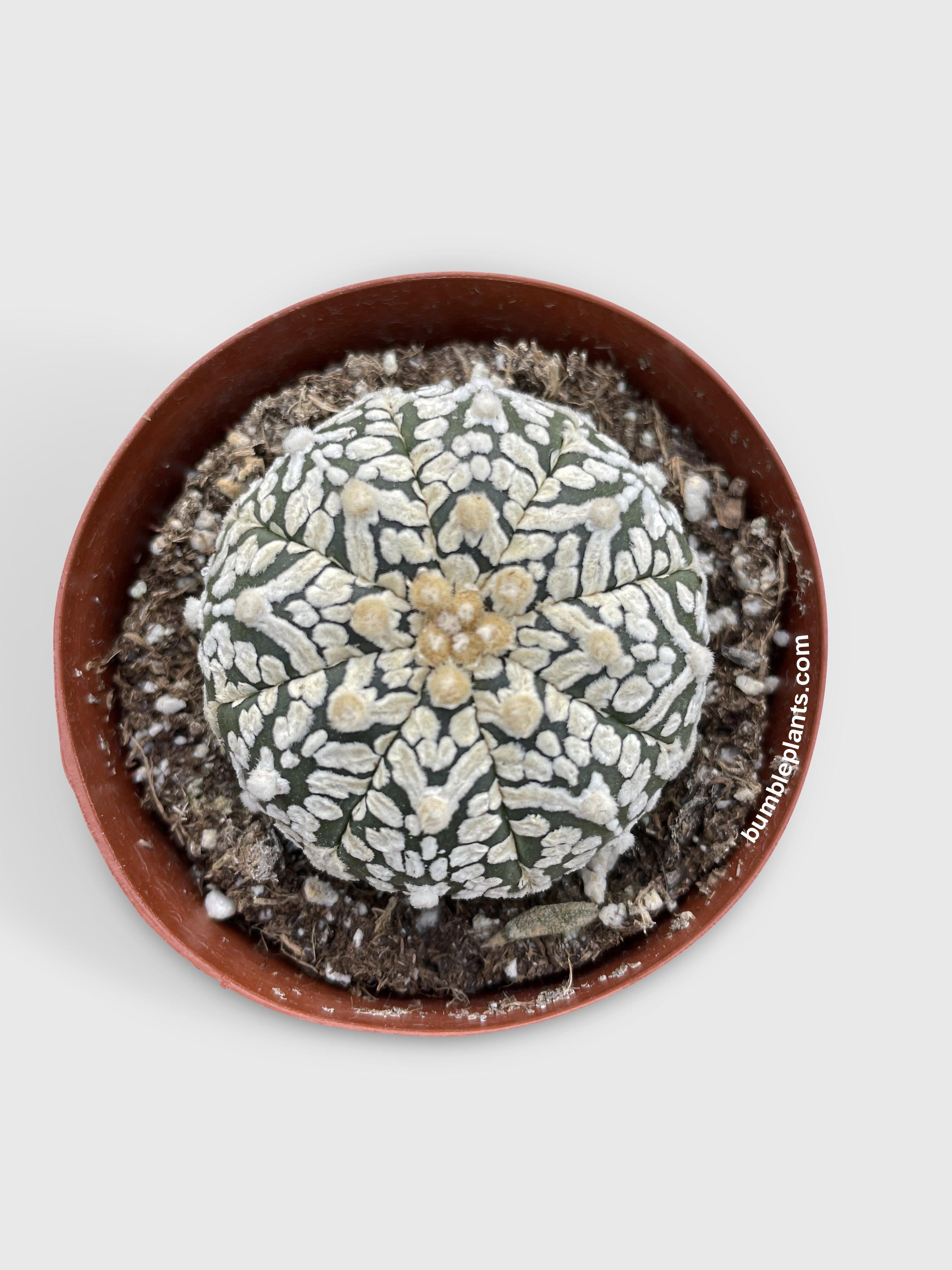Bumble Plants Astrophytum Asterias Sand Dollar Cactus - Full Live Colorful Houseplant in Nursery Pot, Easy Care, Indoor Plant for Beginners