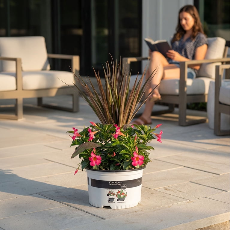 Island Blooms Live Indoor 24in. Tall Tropical Combo Plant in 9in