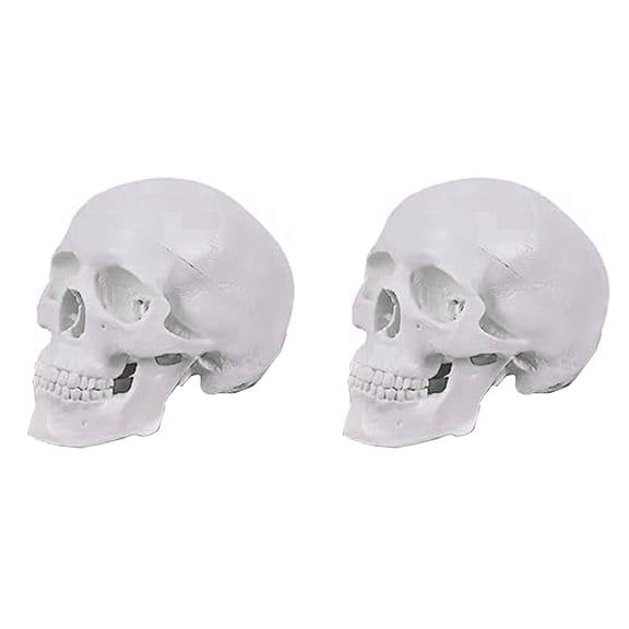 Mini Human Skull Model, 3 Parts Anatomical Skull Model