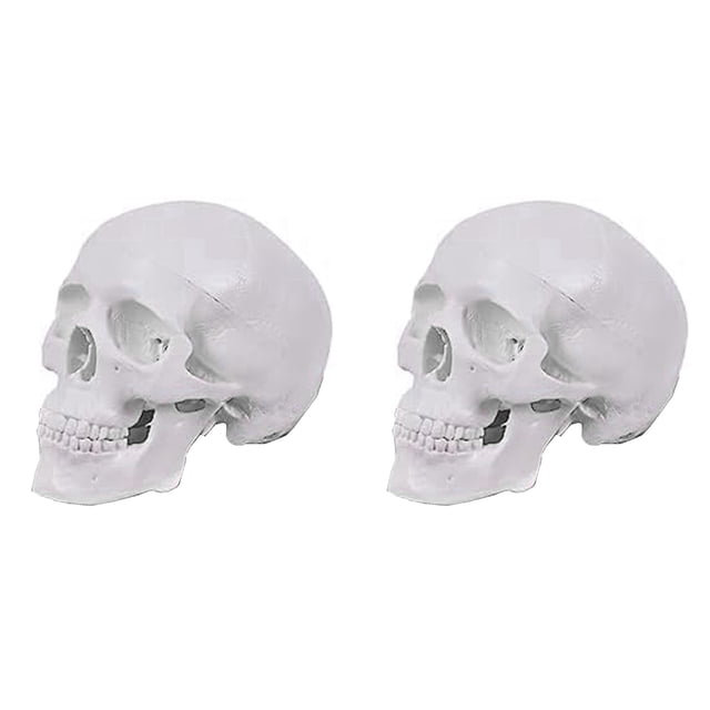 2X Mini Modelo de CráNeo Humano, Modelo de CráNeo AnatóMico de 3 Partes con Tapa de CráNeo ExtraíBle y MandíBula Articulada