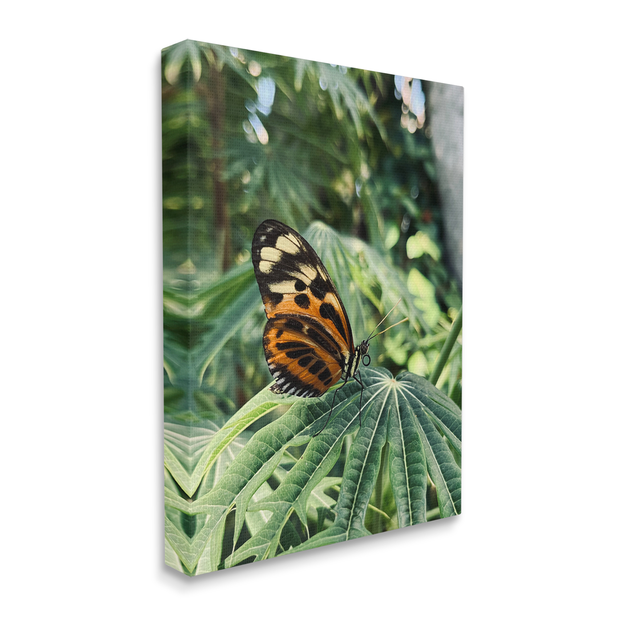 Stupell Industries Monarch Butterfly on Leaf Animals & Insects Photography Gallery Wrapped Canvas Print Wall Art, 36 x 48