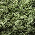 thumbnail image 2 of 1 lb Preserved Spanish Moss - Green, 2 of 5