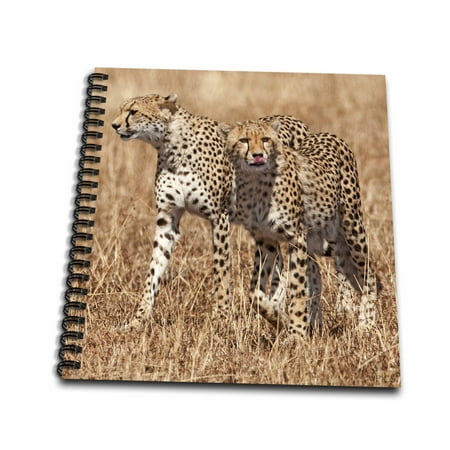 3dRose Pair of Cheetas walking.(Acinonyx jubatus).Serengeti National Park, Tanzania - Mini Notepad, 4 by 4-inch