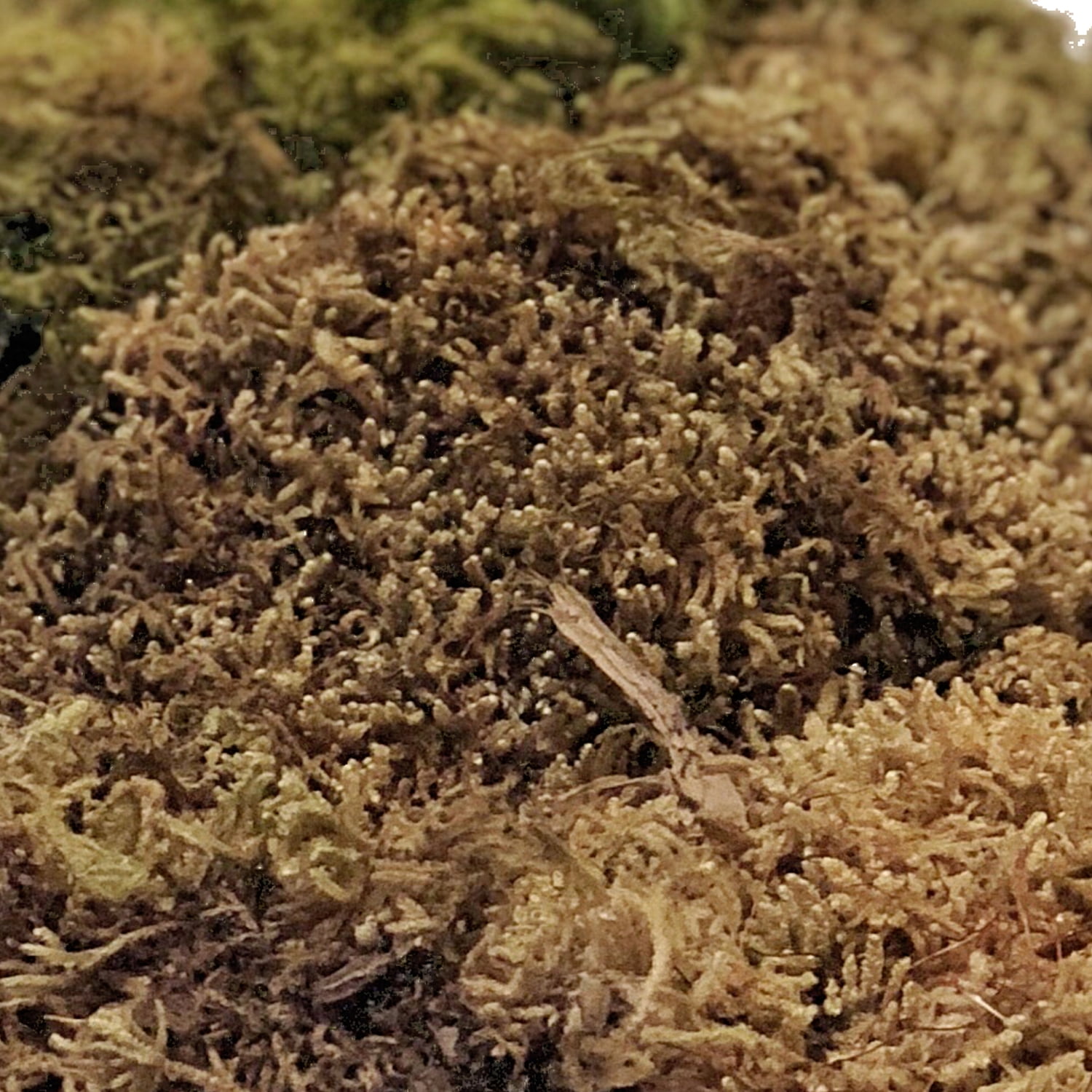 Light Green Sheet Moss - 5 lbs - Fresh Cut Flowers - Moss - by Bloomingmore
