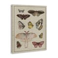 thumbnail image 2 of Stupell Industries Victorian Vintage Moth and Butterfly Wing Study over Script Canvas Art, 30 x 40, by Lil' Rue, 2 of 7