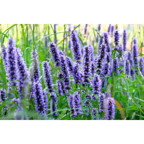1000 TRUE BLUE HYSSOP Hyssopus Officinalis Thymus Hyssopus Herb Blue Violet Flower Seeds