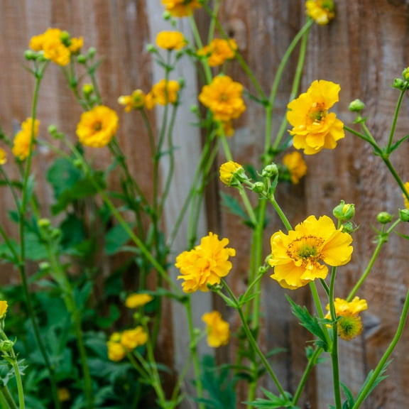 Outsidepride Geum Lady Stratheden - 2000 Seeds