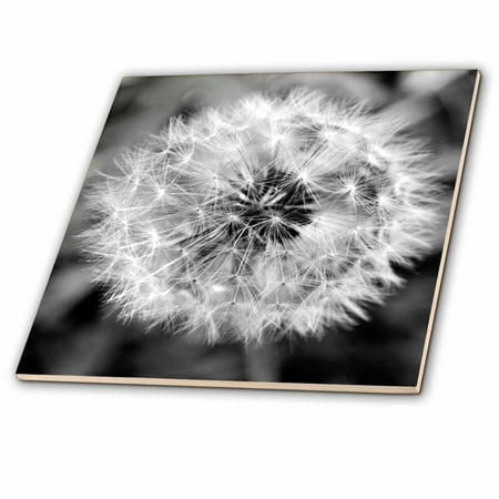 3dRose Black and White Dandelion Puff - Ceramic Tile, 6-inch