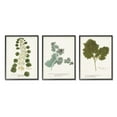 thumbnail image 2 of Stupell Industries Botanical Latin Study Detailed Wild Plant Leaves Graphic Art White Framed Art Print Wall Art, Set of 3, Design by World Art Group, 2 of 5