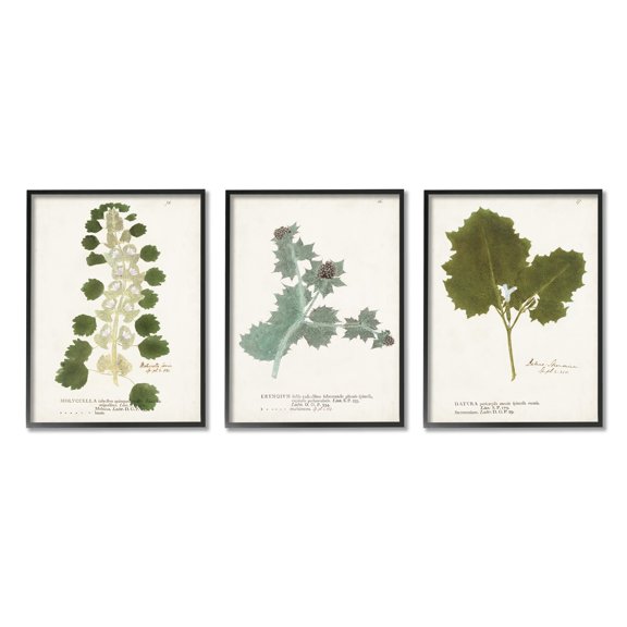 Stupell Industries Botanical Latin Study Detailed Wild Plant Leaves Graphic Art Black Framed Art Print Wall Art, Set of 3, Design by World Art Group