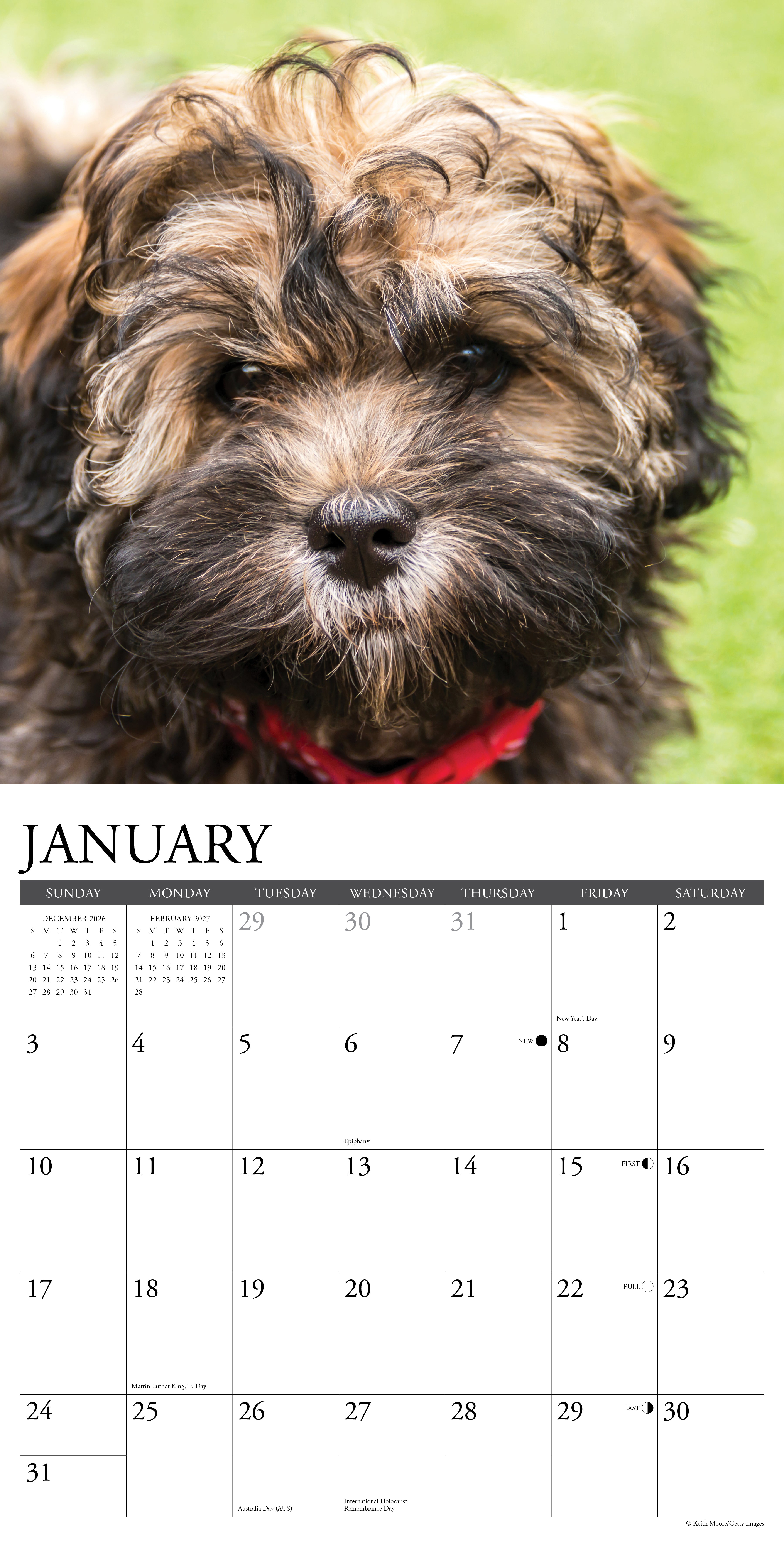 Willow Creek Press, Havanese 2027 Wall Calendar