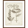 thumbnail image 2 of Art.com Antique Sepia Botanicals VI Art Print by 0 Unknown, Brown Frame Wall Art, 23" x 29", 2 of 5