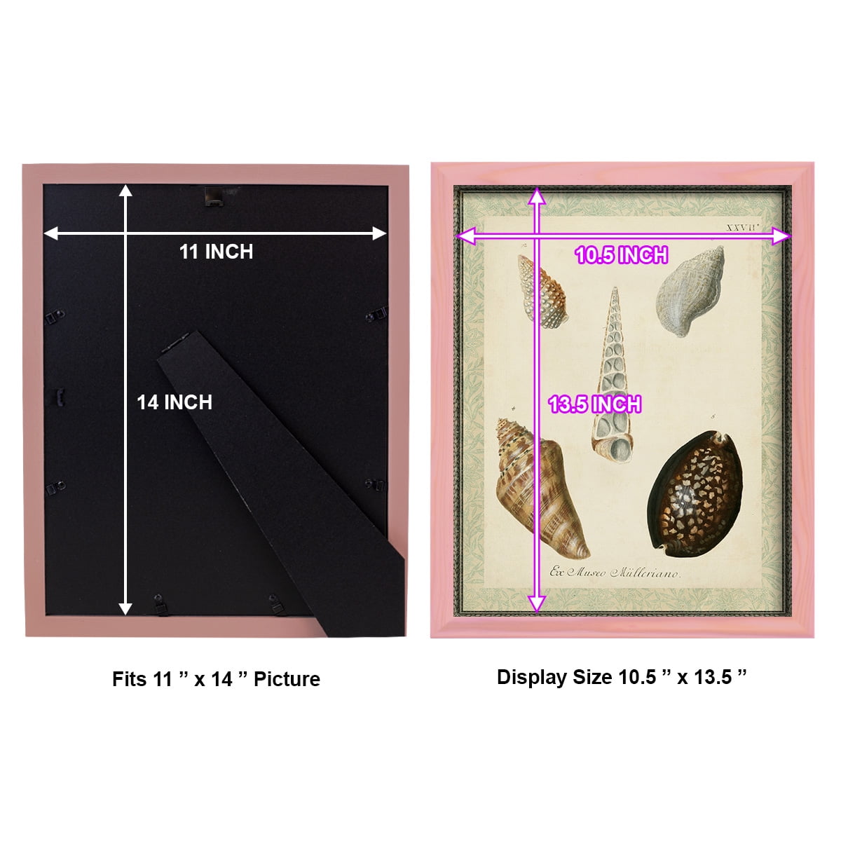Bookplate Shells IX - Framed Print w/glass - Sunset Pink