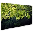 thumbnail image 2 of Trademark Fine Art "Light Branch" Canvas Art by Philippe Sainte-Laudy, 2 of 3