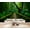 Color 1, variant on Wallpaper Serene Sunset Wooden Pier Calm Waters Peel and Stick Wall Murals 69"H x 96"W Removable PVC Wall Paper Self-Adhesive Wall Paintings Art Decor for Bedroom Living Room